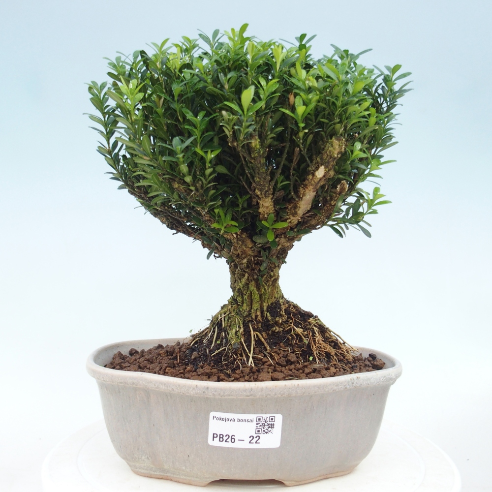 Izbové bonsaje - Buxus harlandii - korkový buxus