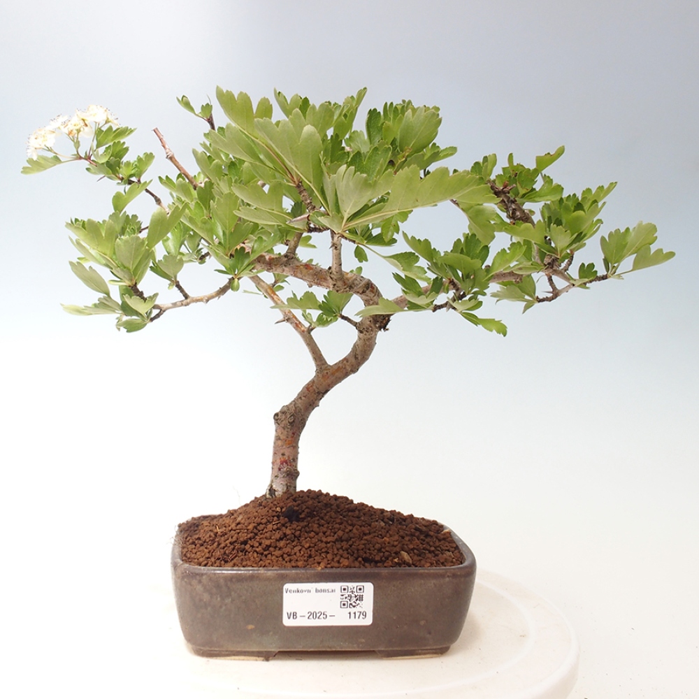 Vonkajší bonsai - Hloh klinovitý - Crataegus cuneata