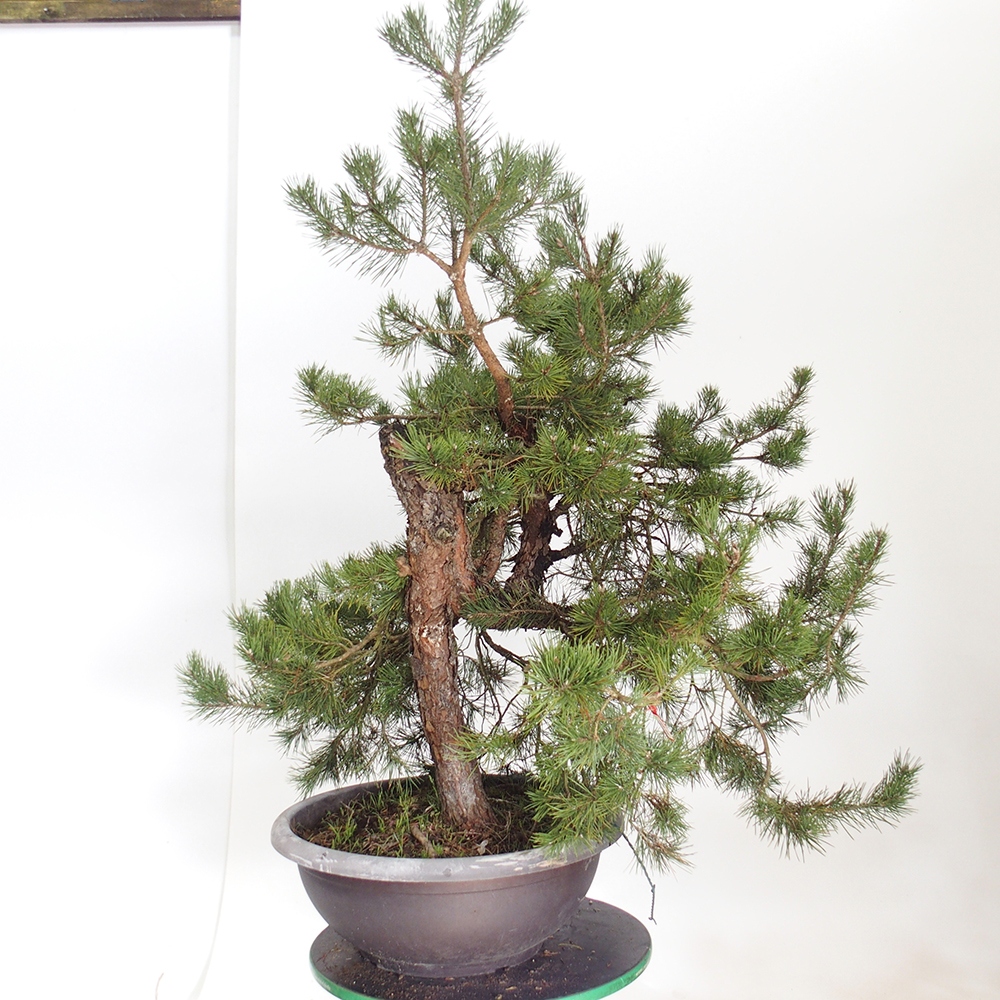 Yamadori - Pinus sylvestris Španielsko