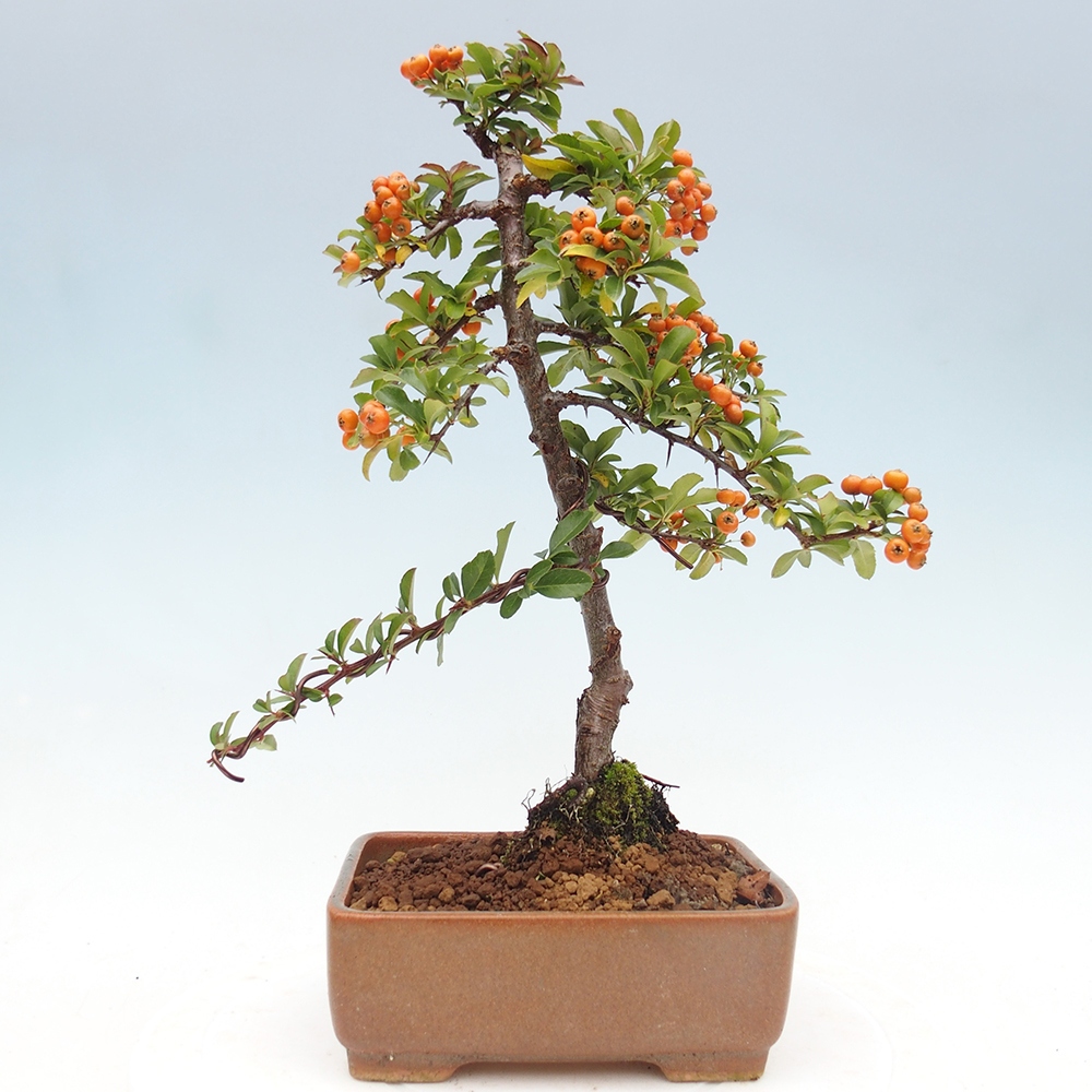 Vonkajšie bonsaje-Pyracantha Teton -Hlox