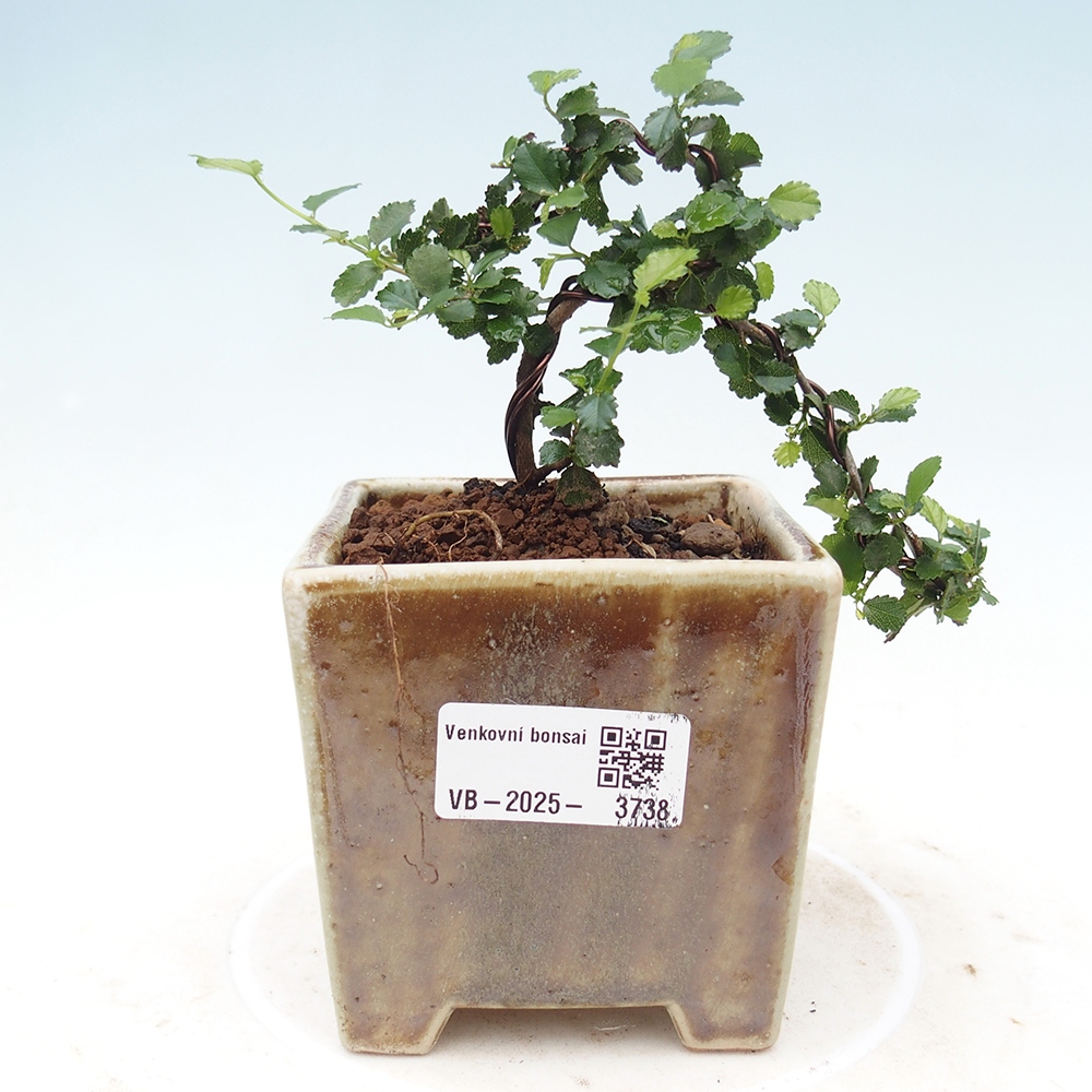 Izbová bonsai - Grewia sp. - Grewie malolistá