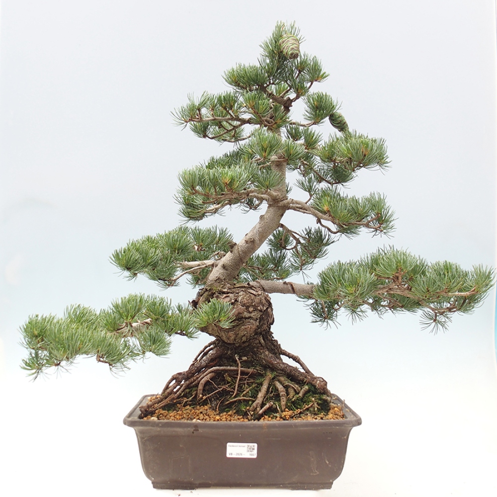 Vonkajšie bonsaje - Pinus parviflora - Pinus parviflora