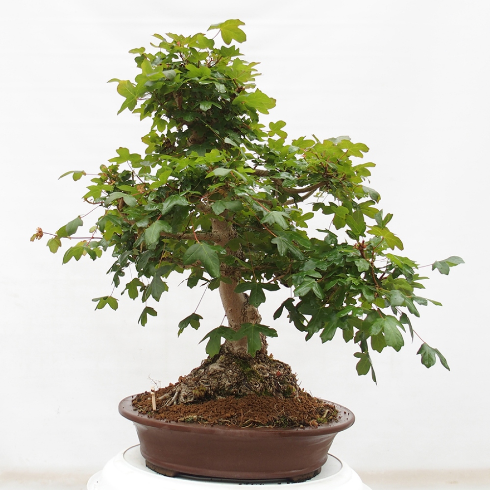 Vonkajší bonsai - Javor Francúzsky - Acer Nonspessulanum