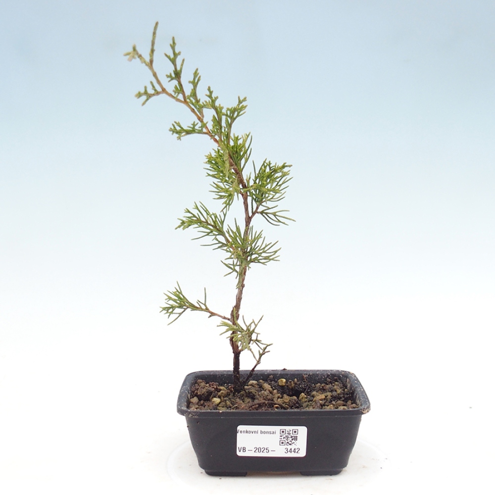 Vonkajší bonsaj - Juniperus chinensis Itoigawa