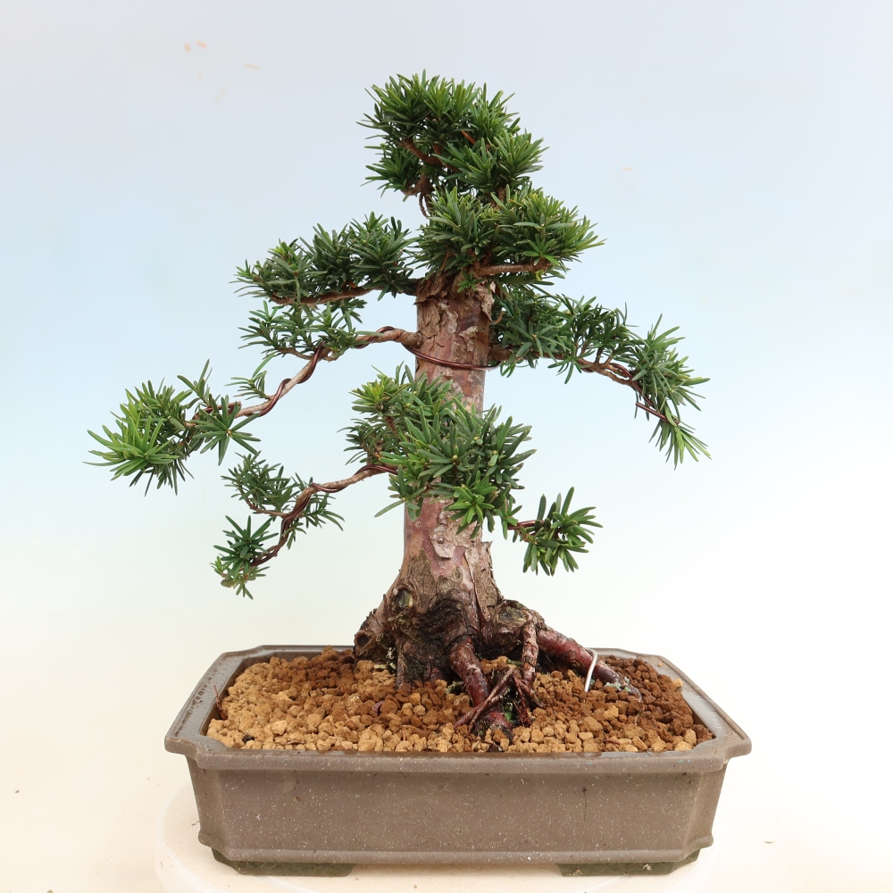 Vonkajší bonsai – Taxus cuspidata – japonský tis