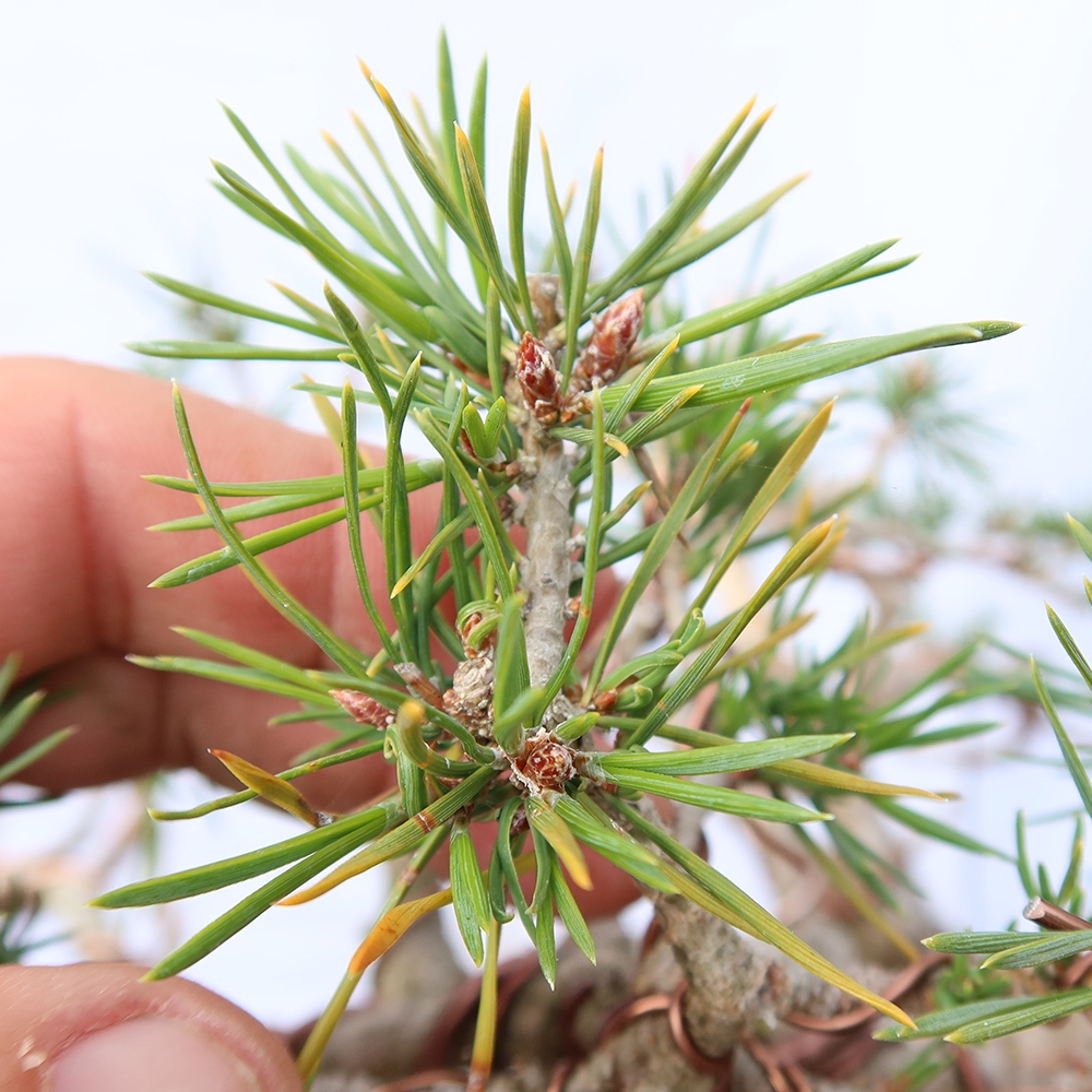 Pinus sylvestris Španielsko – borovica lesná
