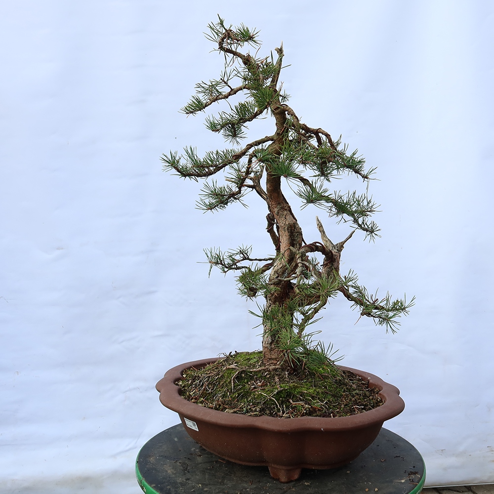 Pinus sylvestris Španielsko – borovica lesná