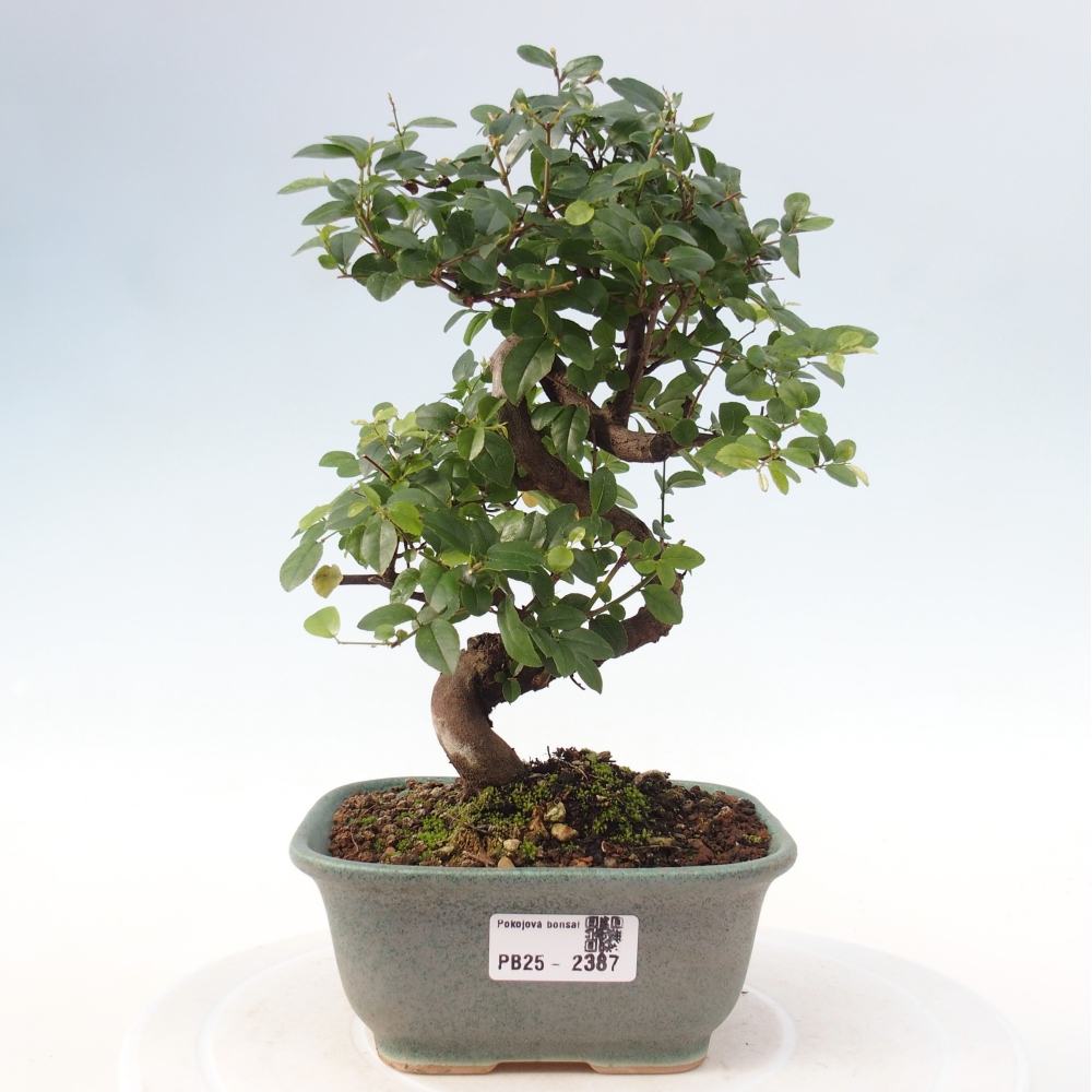 Izbová bonsai - Sagerécia thea - Sagerécia thea
