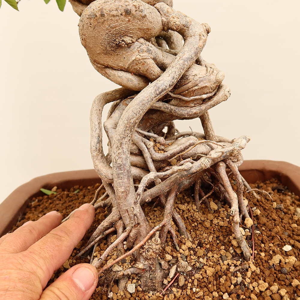 Vonkajší bonsai -Carpinus Coreana - Hrab kórejský
