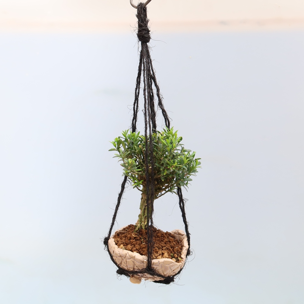 Kokedama v keramike – Buxus harlandii – korkový zimostráz