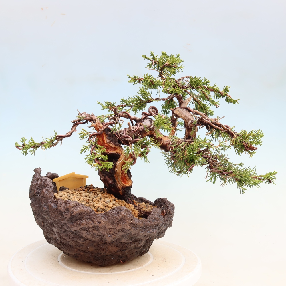Vonkajší bonsai – Juniperus chinensis Itoigawa – čínsky jalovec