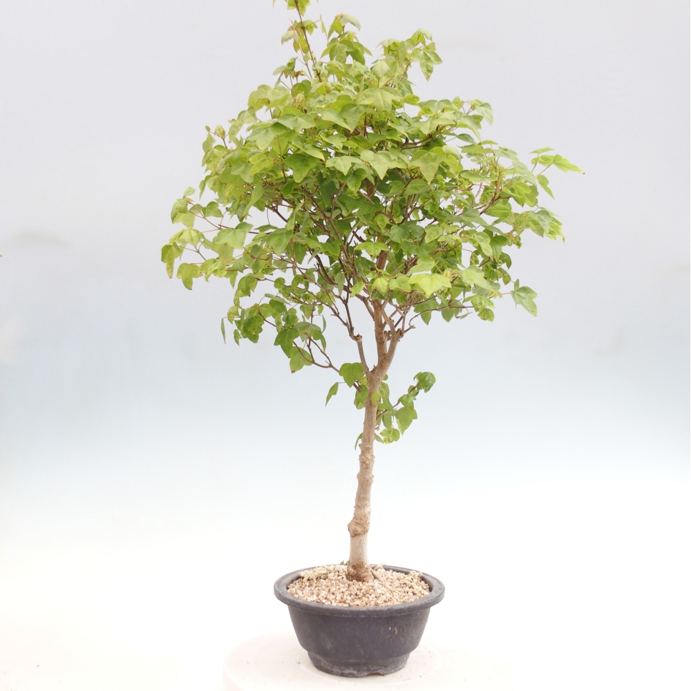 Vonkajšia bonsaj - Acer Buergerianum - Hamburgerový javor