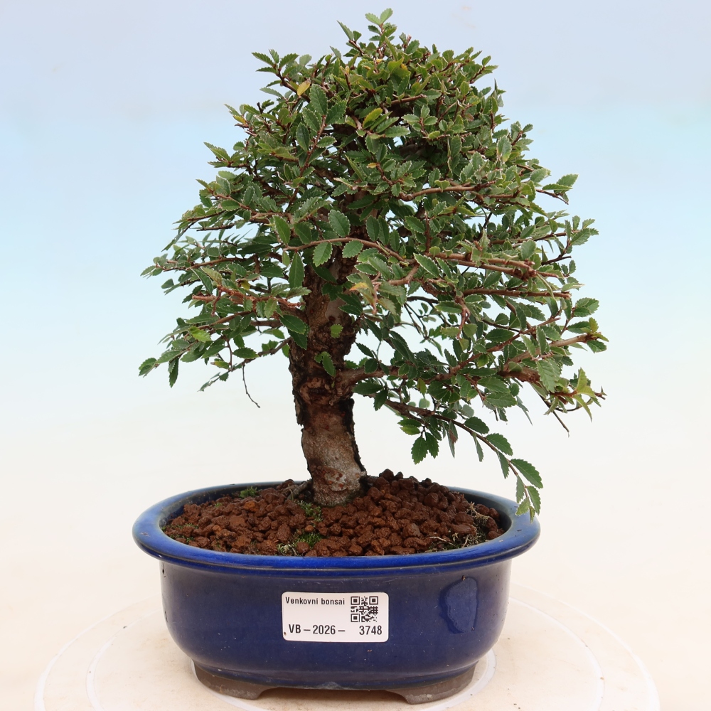 Vonkajšie bonsaje - Zelkova - Zelkova NIRE