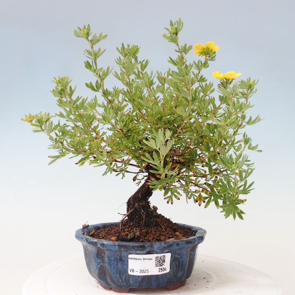 Vonkajšia bonsai-Nátržník krovitá - potentila fruticosa yellow Bird