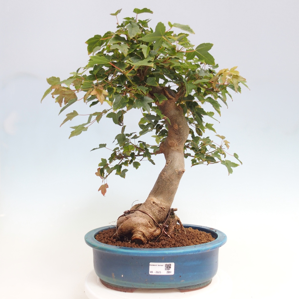 Vonkajšie bonsai - Javor Buergerianum - Javor Burgerův