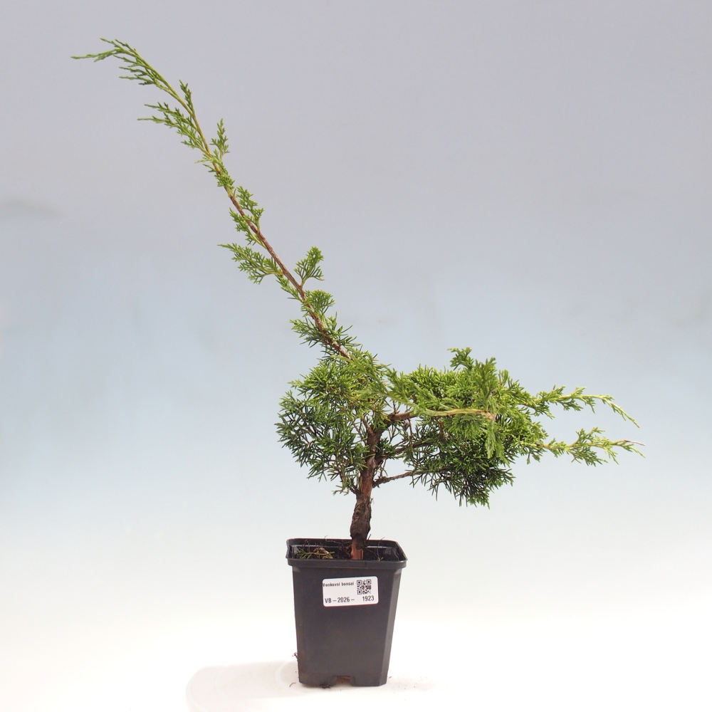 Vonkajší bonsaj - Juniperus chinensis Itoigawa