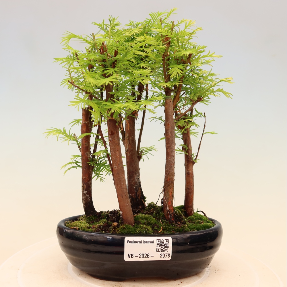 Vonkajší bonsai – Metasequoia glyptostroboides – čínska metasekvoja – hájik