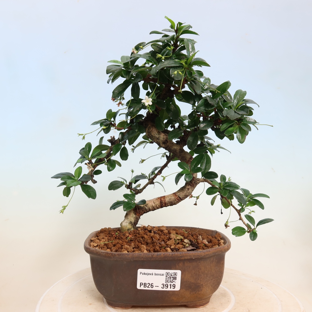 Izbové bonsaje - Carmona macrophylla - Tea fuki