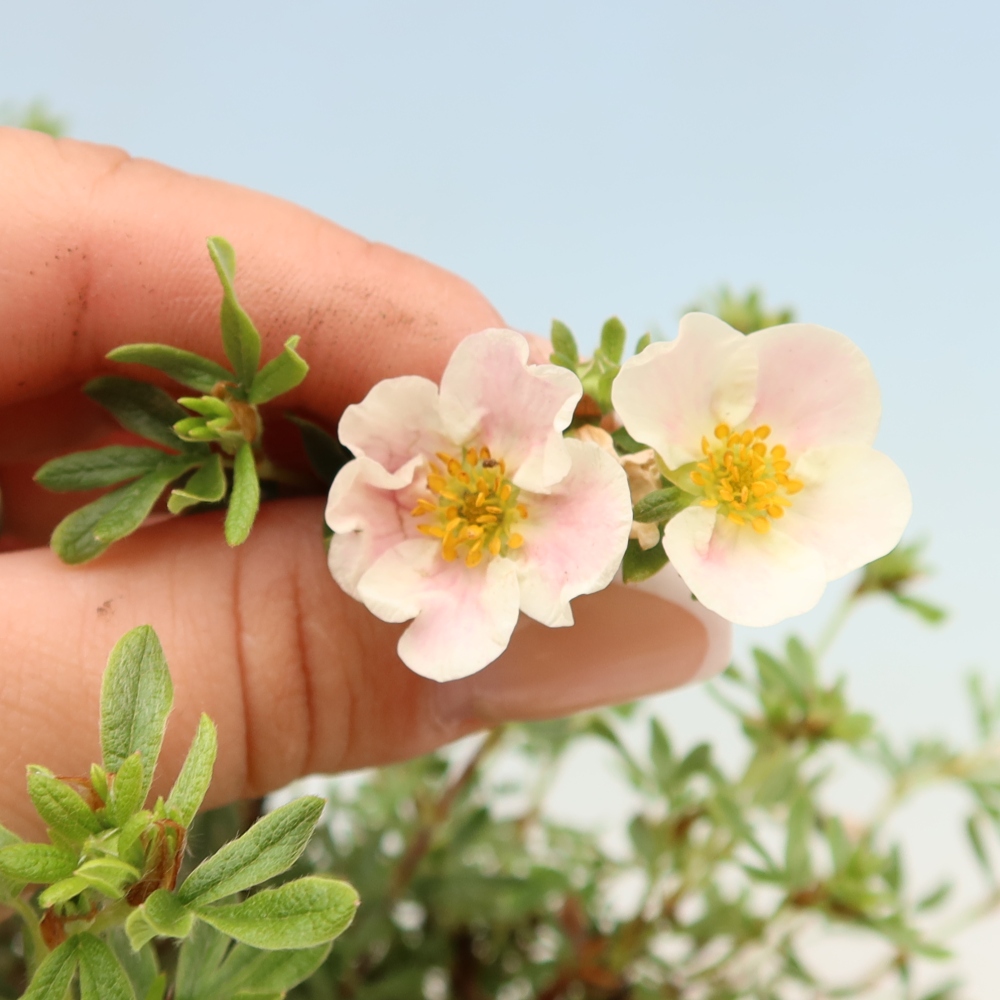 Vonkajšie bonsaje - Potentila fruticosa