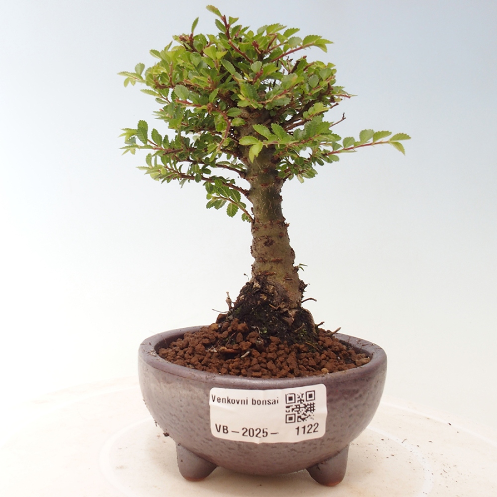 Vonkajší bonsai - Ulmus parvifolia Sagei - Malolistý brest