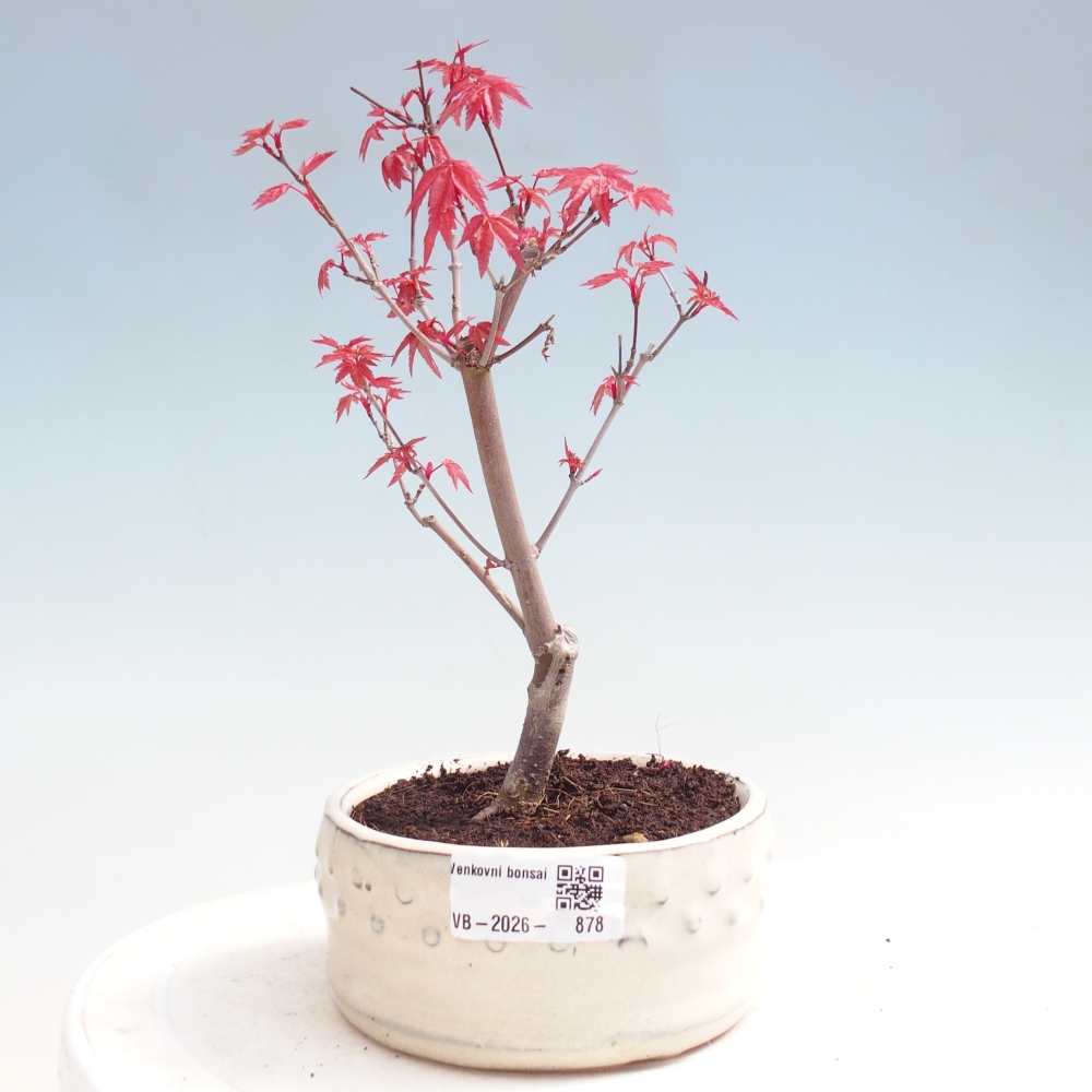Vonkajší bonsaj - Acer palmatum DESHOJO