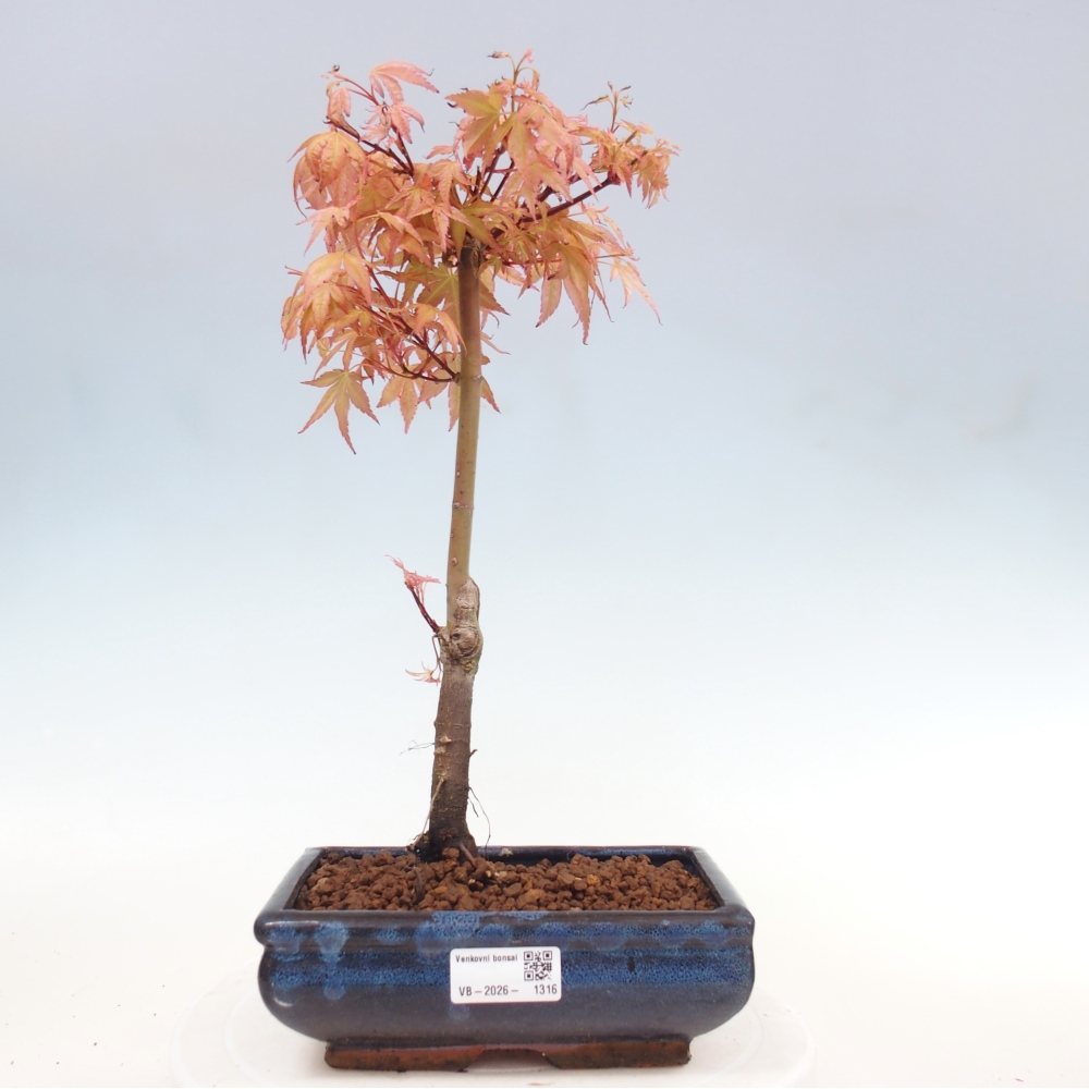 Javor poľný - Acer palmatum Beni Tsukasa
