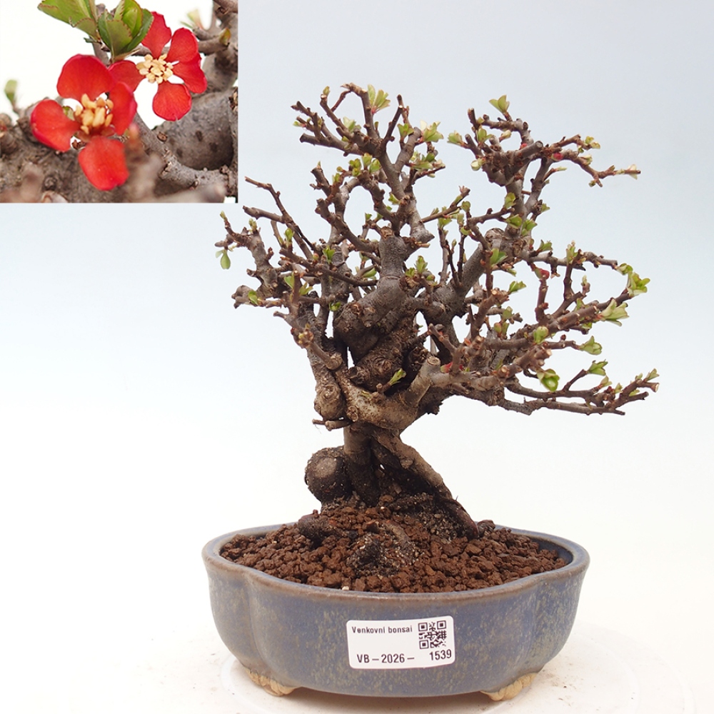 Vonkajšie bonsaje - Chaneomeles speciosa - Kdoule