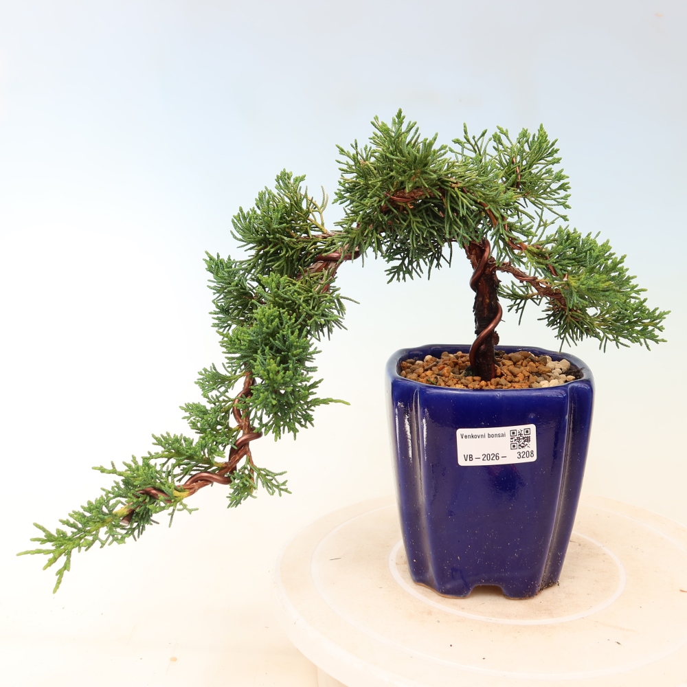 Vonkajší bonsaj - Juniperus chinensis Kishu