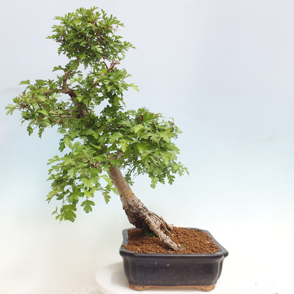 Vonkajší bonsai - Hloh - Crataegus monogyna
