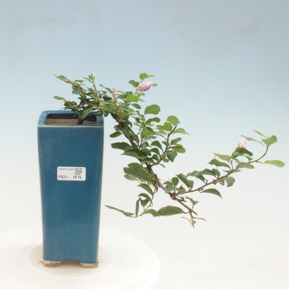 Izbová bonsai - Grewia occidentalis - Hviezdica levanduľová