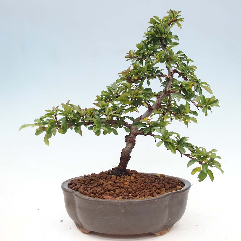 Vonkajšie bonsaje-Pyracantha Teton -Hlox