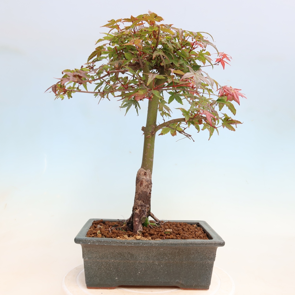 Vonkajší bonsaj - Acer palmatum DESHOJO