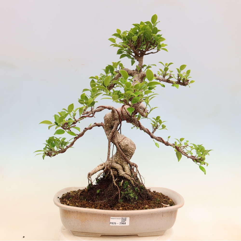 Izbové bonsaje - Ficus kimmen - drobnolistý fikus