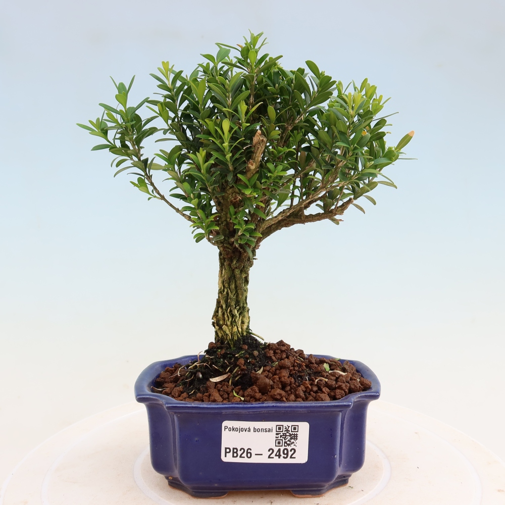 Izbové bonsaje - Buxus harlandii - korkový buxus