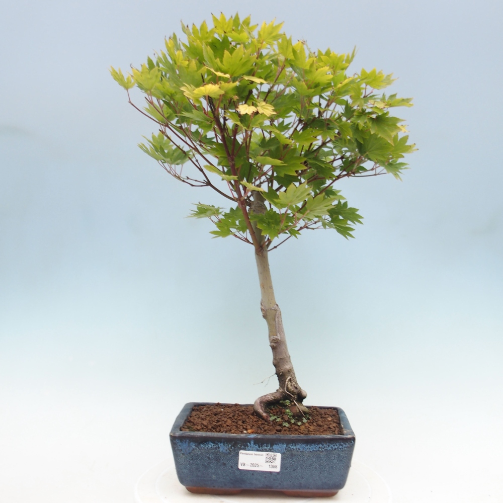 Vonkajší bonsai - Javor palmatum katsura GISAN - Javor dlanitolistý