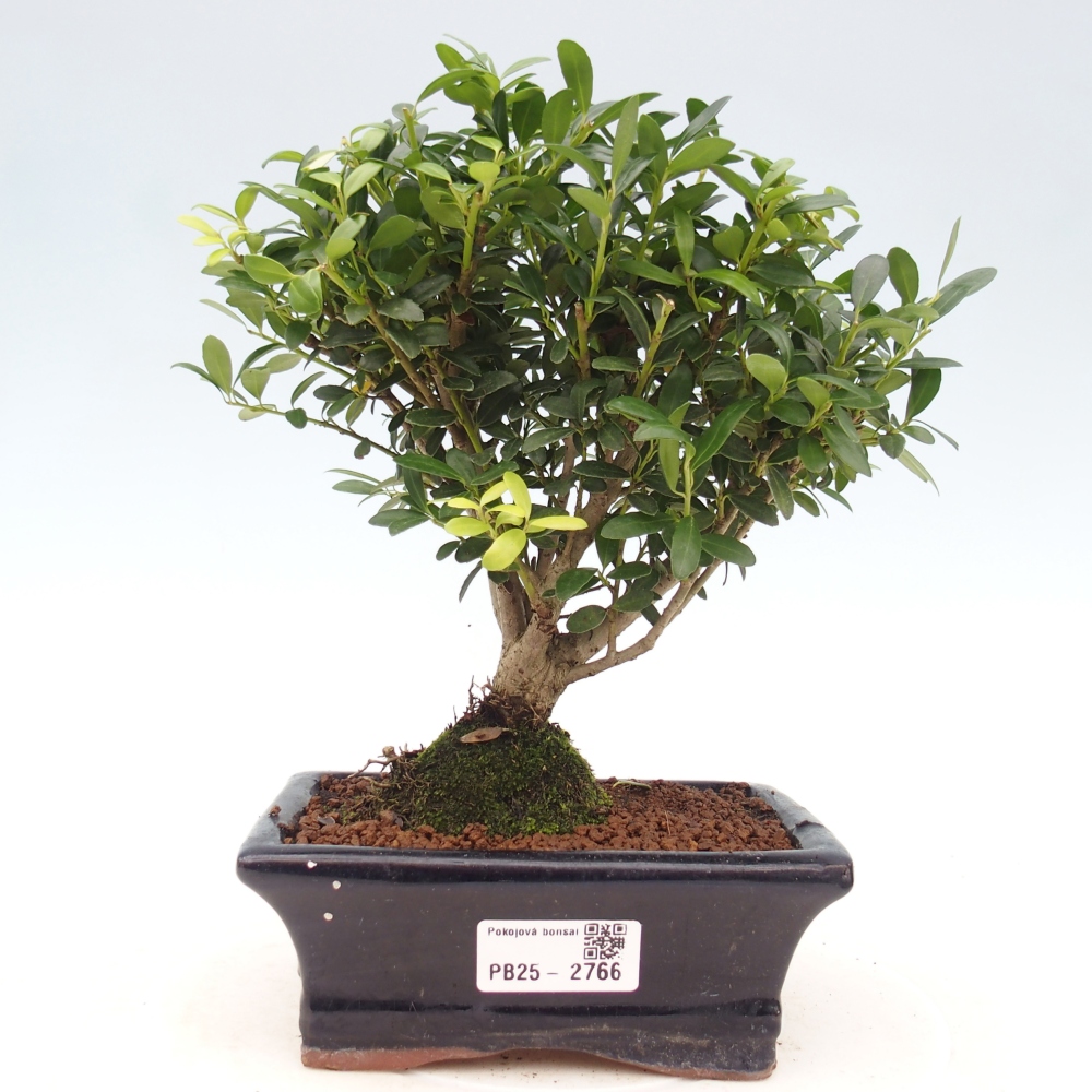 Servis bonsai - Ilex crenata - Cezmína
