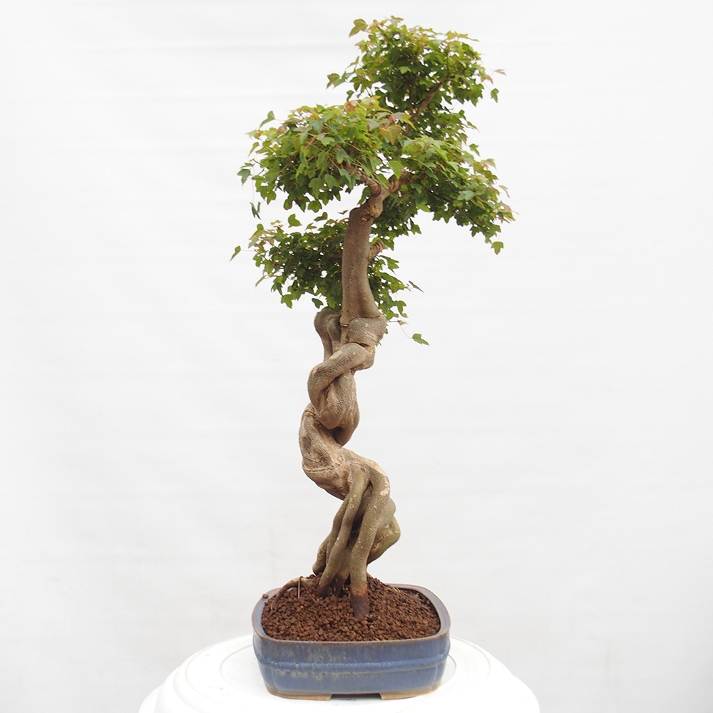 Vonkajšie bonsai - Javor Buergerianum - Javor Burgerův