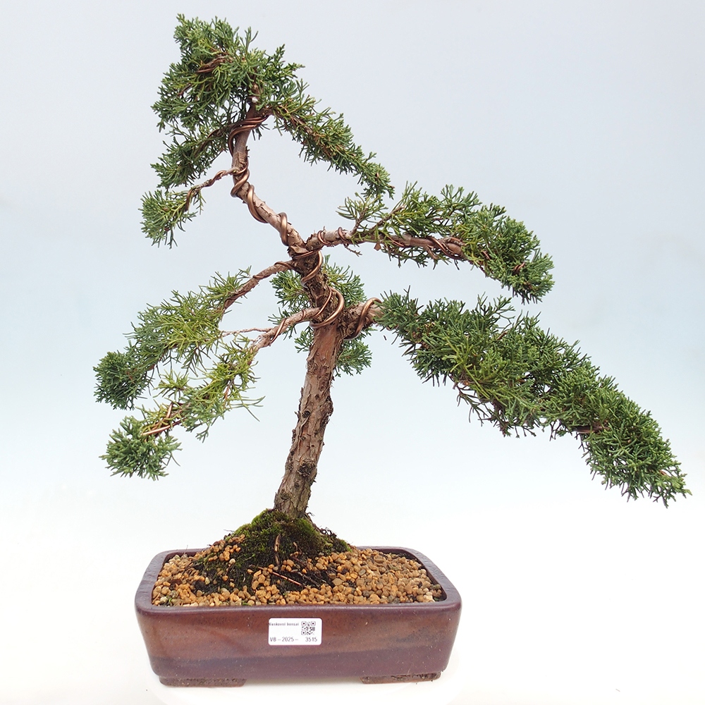 Vonkajšie bonsai - Juniperus chinensis Kishu -Jalovec čínsky