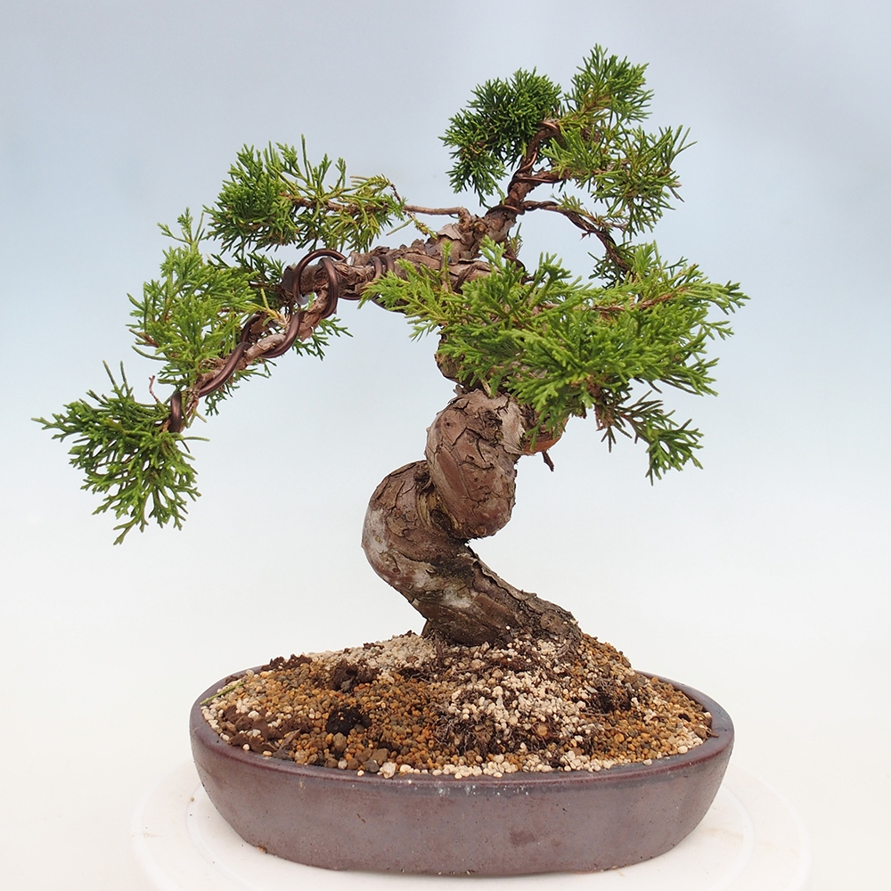 Vonkajší bonsai - Juniperus chinensis Itoigawa -Jalovec čínsky