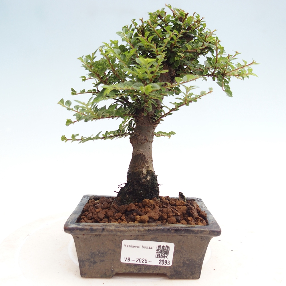 Vonkajší bonsai - Ulmus parvifolia Hokkaido - brest Čínsky