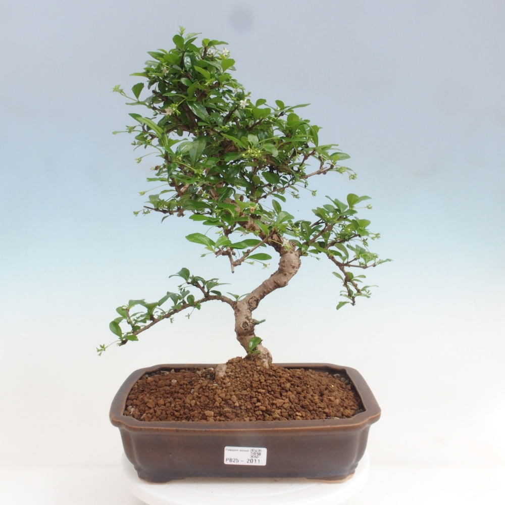 Izbová bonsai - Carmona macrophylla - Čaj fuki