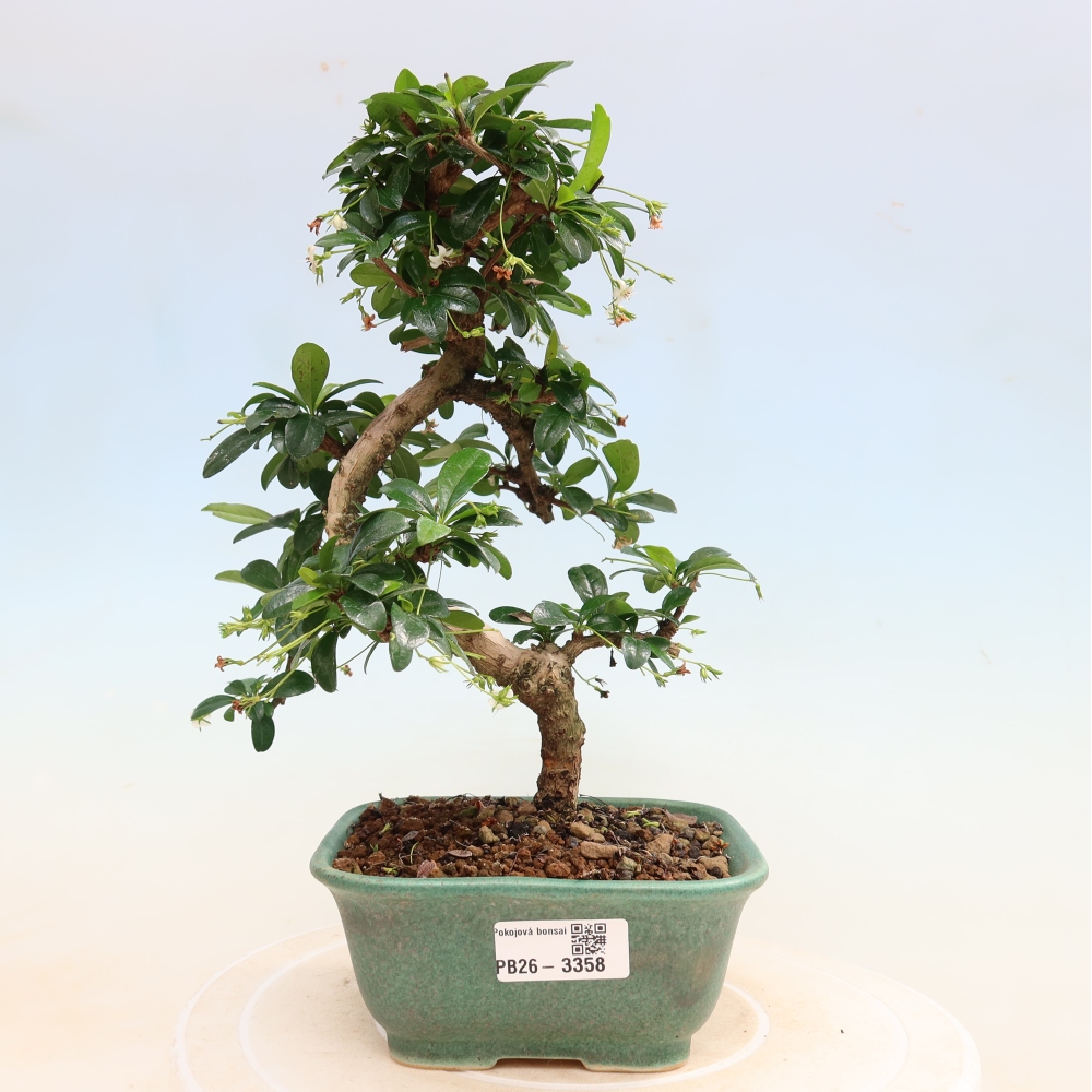 Izbové bonsaje - Carmona macrophylla - Tea fuki
