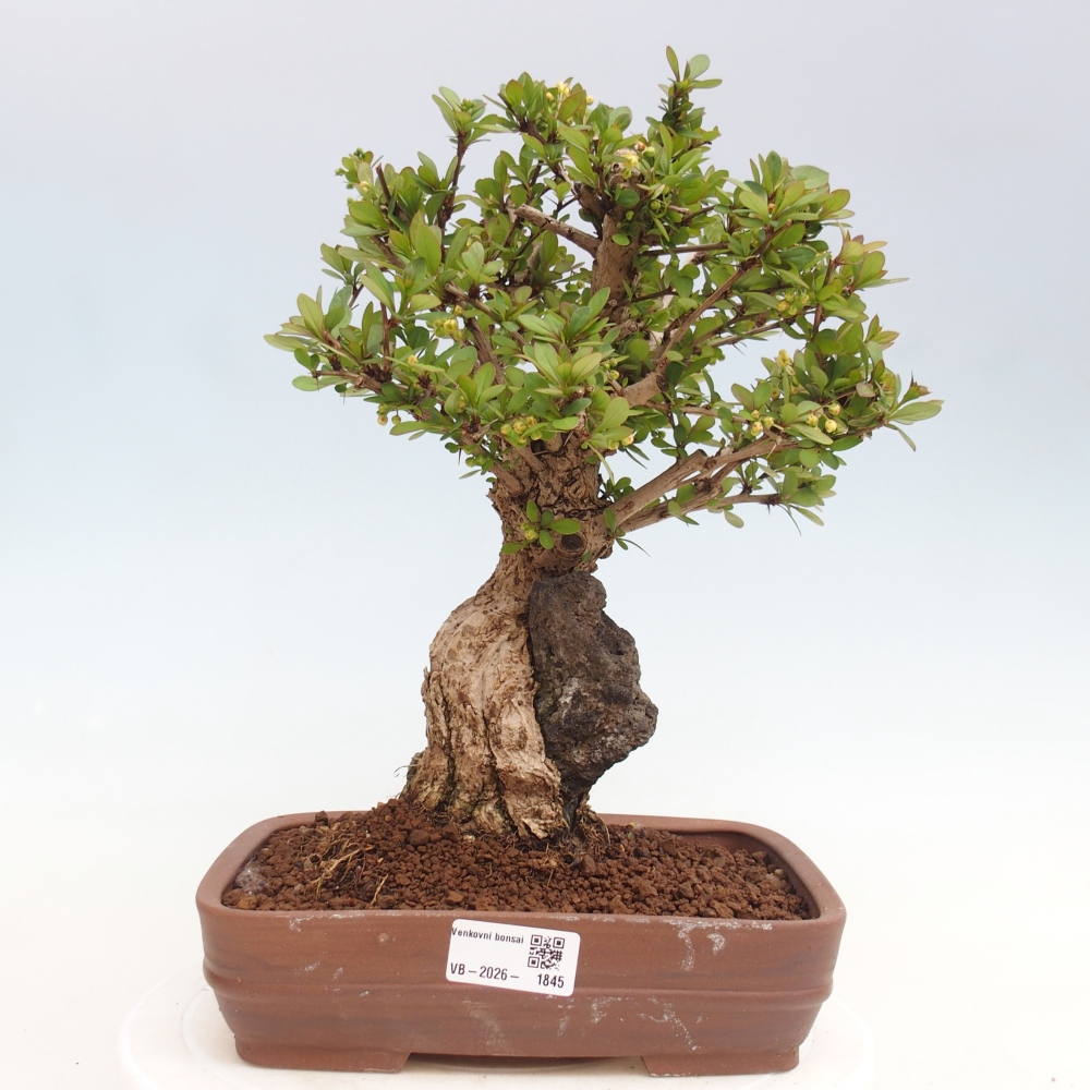 Vonkajšie bonsaje - Berberis coreana