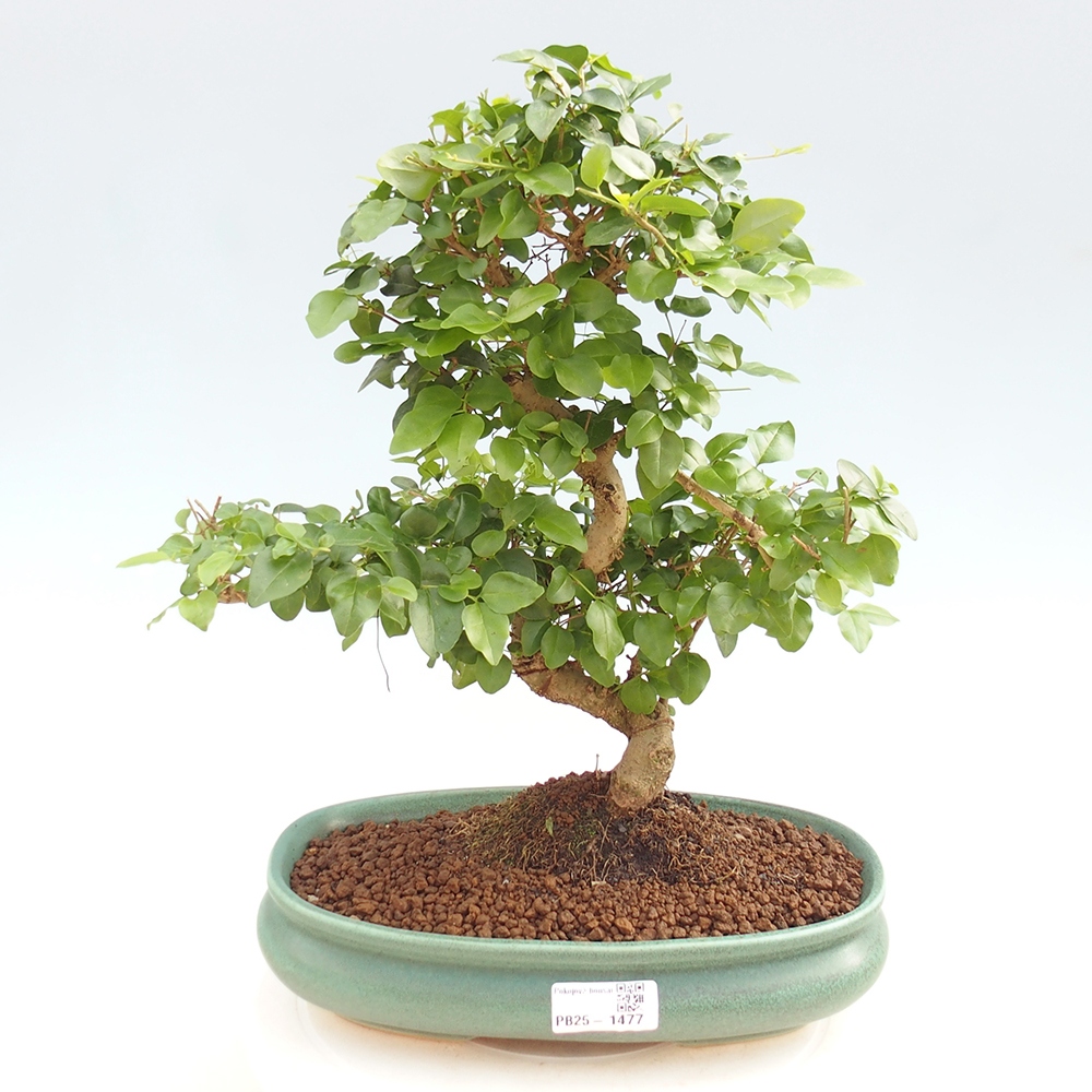 Izbová bonsai -Ligustrum chinensis - Vtáčí zob