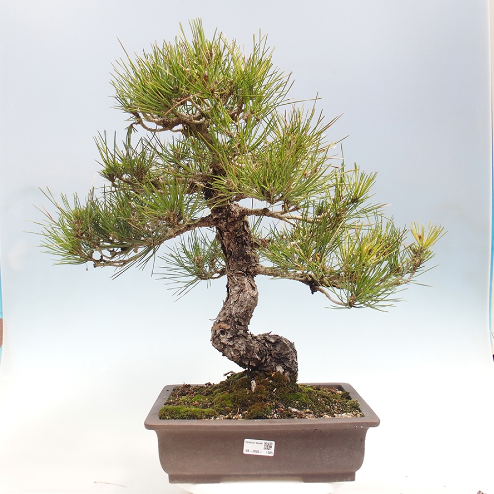 Vonkajšie bonsaje - Pinus thunbergii - borovica Thunbergova