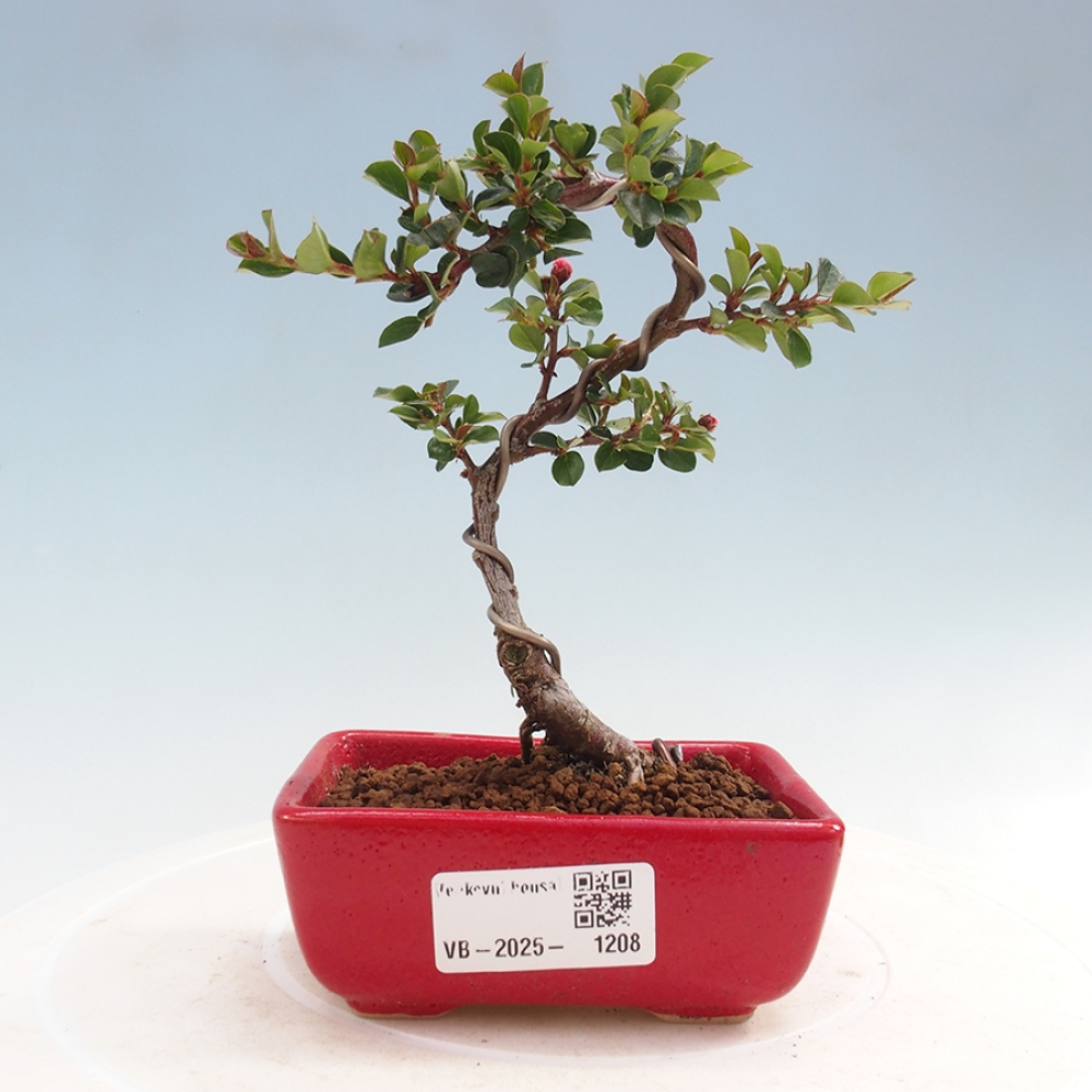 Vonkajší bonsai - Cotoneaster horizontalis - Skalník