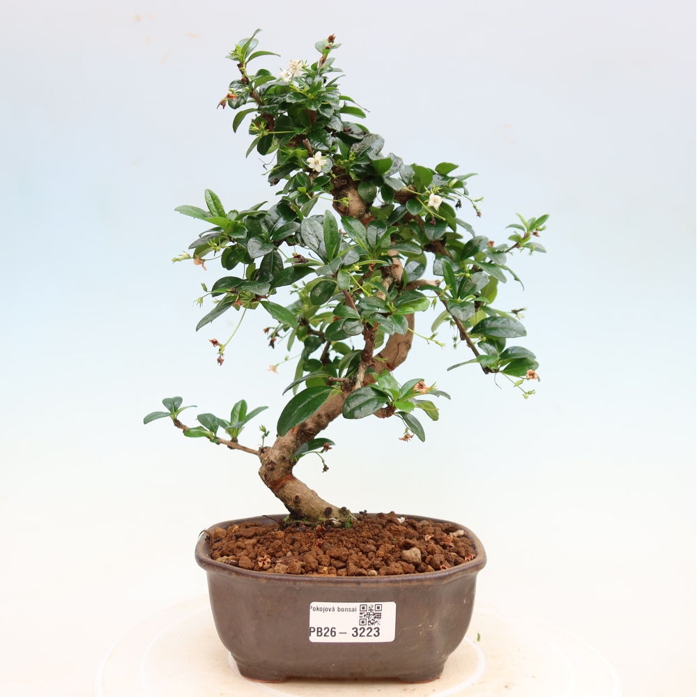 Izbové bonsaje - Carmona macrophylla - Tea fuki