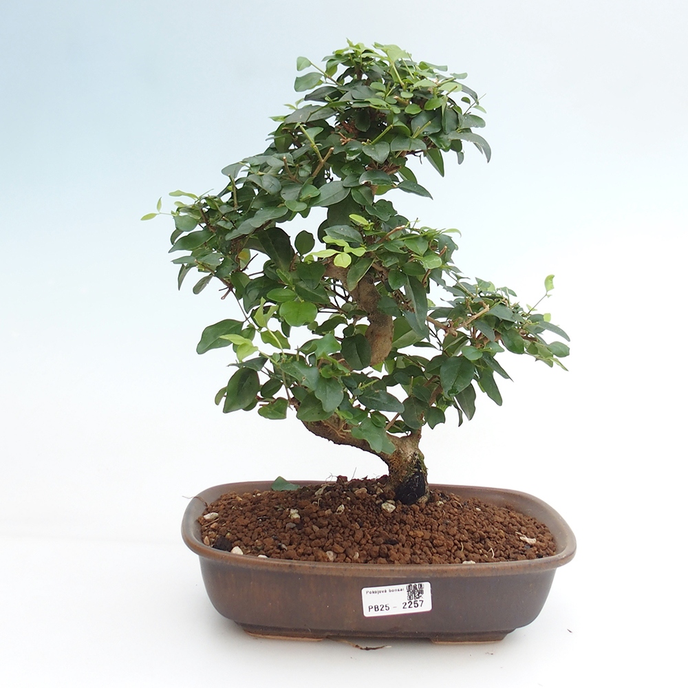 Izbová bonsai -Ligustrum chinensis - Vtáčí zob