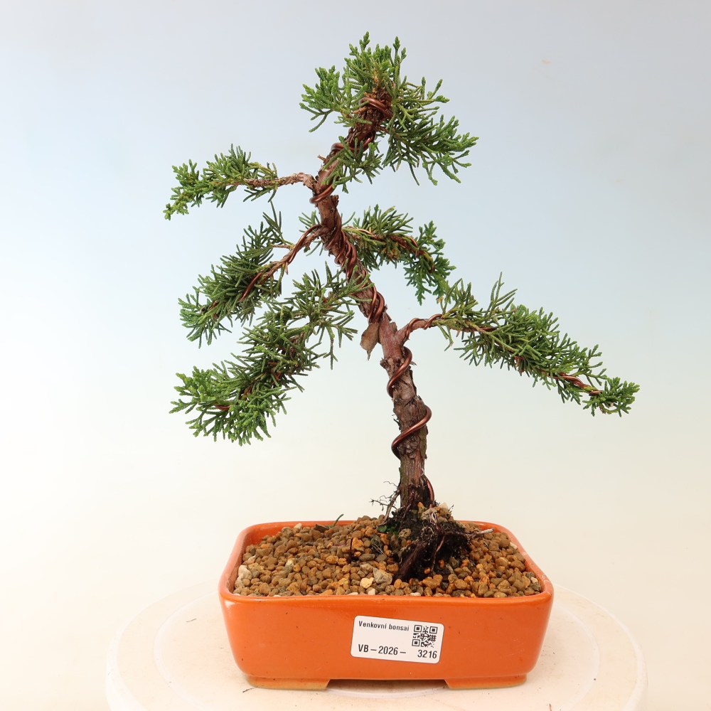 Vonkajší bonsaj - Juniperus chinensis Kishu
