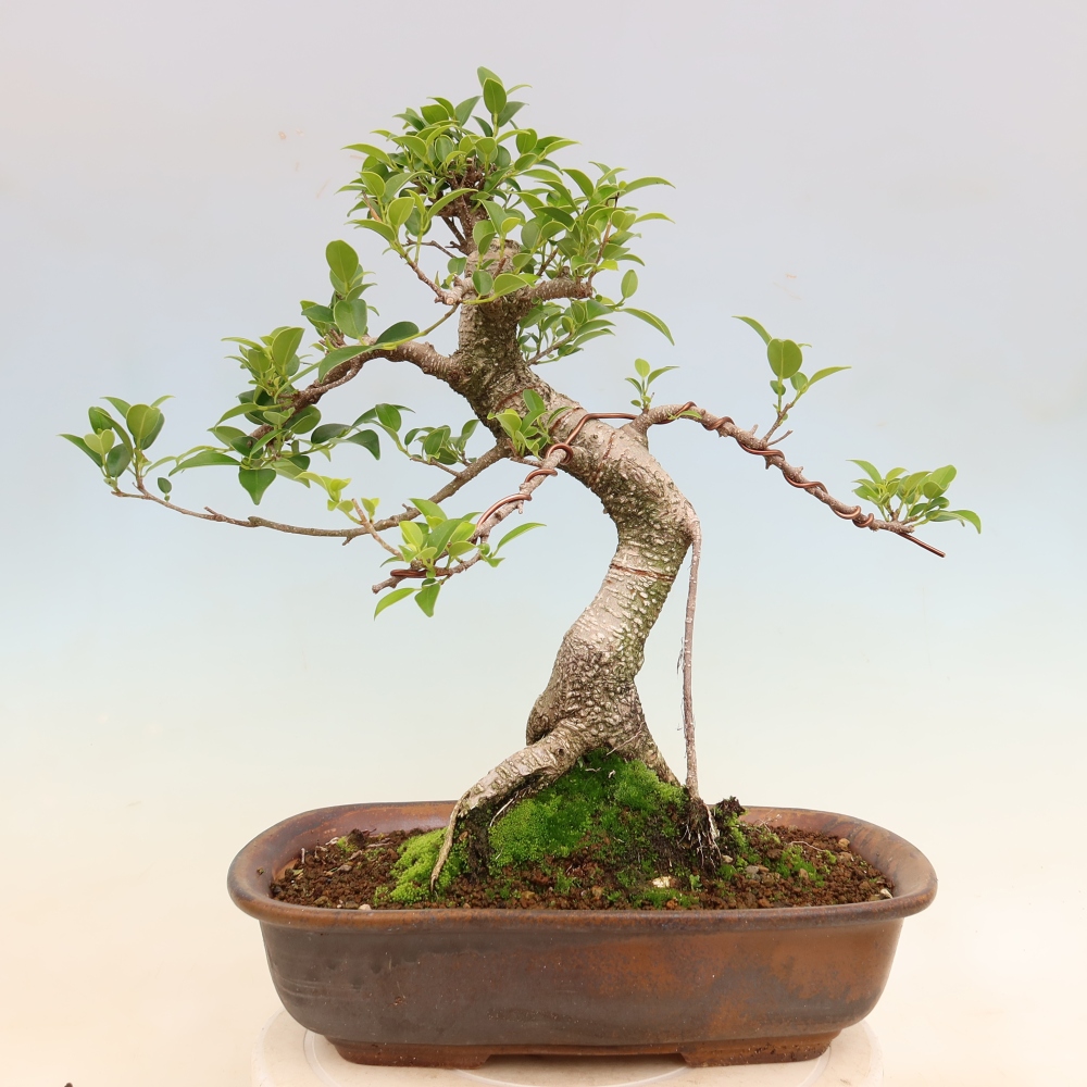 Izbové bonsaje - Ficus kimmen - drobnolistý fikus